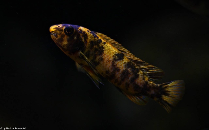 Labeotropheus trewavasae 'Thumbi West Island'